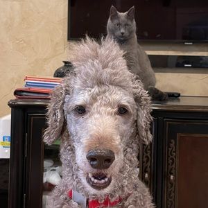 Meet your Posher, Avery